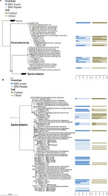 Cowpea Nodules Harbor Non-rhizobial Bacterial Communities that Are Shaped by <mark class="highlighted">Soil Type</mark> Rather than Plant Genotype